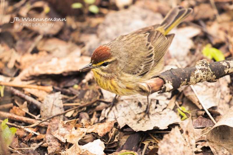 Palm Warbler Breeding Adult.jpg