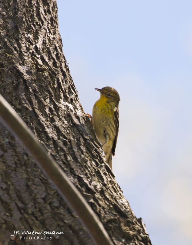Pine Warbler Adult Male.jpg