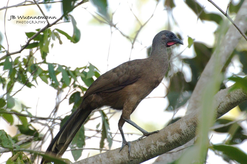 Plain Chachalaca Adult.jpg