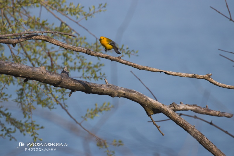 Prothonotary Warbler Adult Male About to Fly.jpg