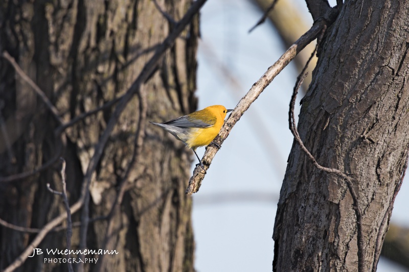 Prothonotary Warbler Adult Male Uphil.jpg