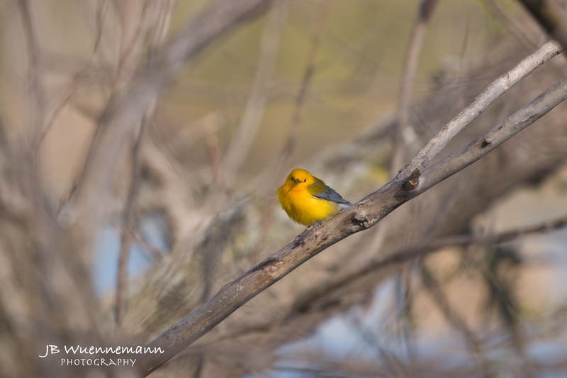 Prothonotary Warbler Adult Male.jpg