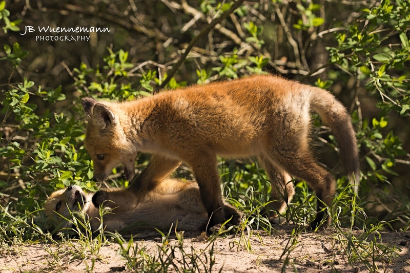 Red Fox Kits Playing.jpg