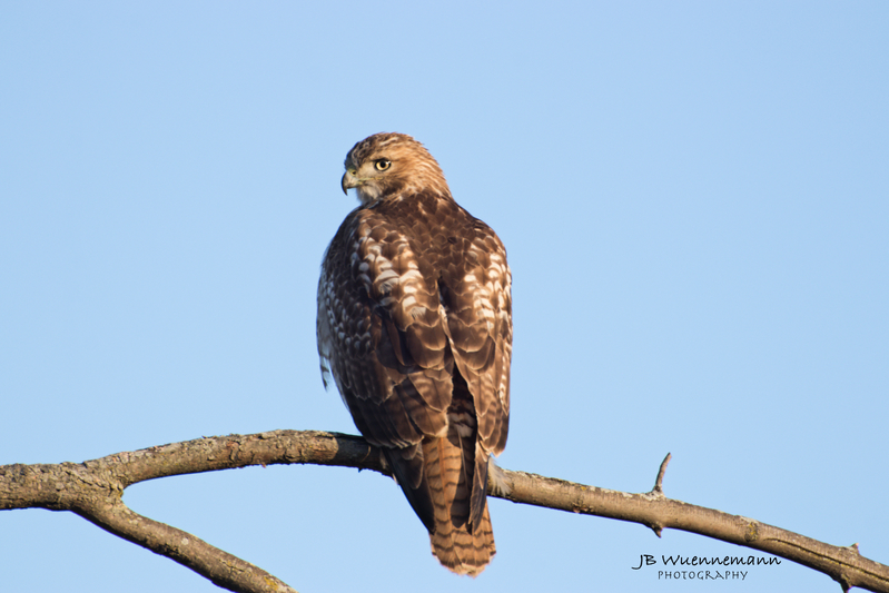 Red Tailed Hawk Back Look.jpg