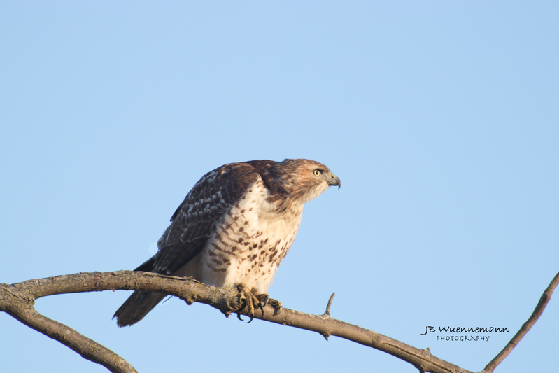 Red Tailed Hawk Ready for Flight.jpg