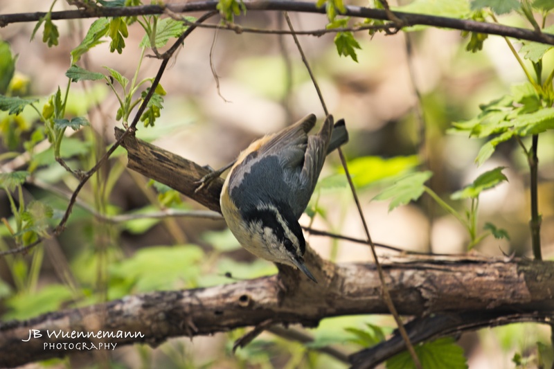 Red-breasted Nuthatch Adult.jpg