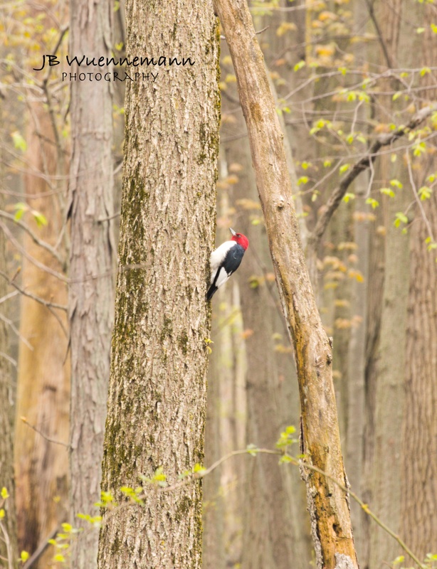 Red-headed Woodpecker Adult.jpg