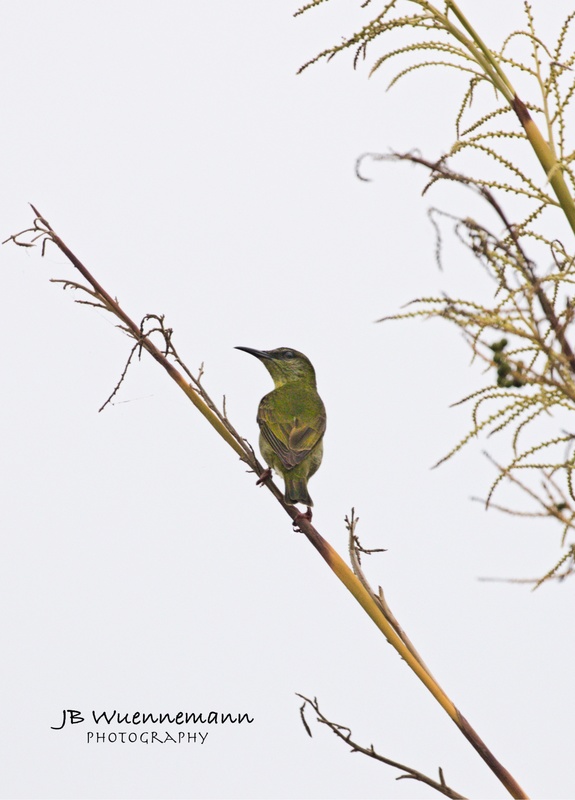 Red-legged Honeycreeper Female.jpg