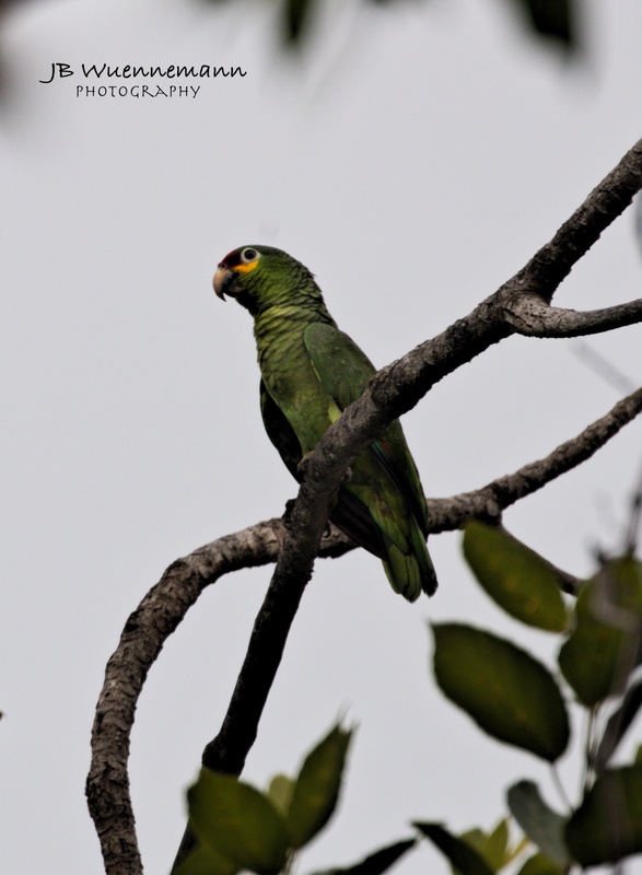 Red-lored Parrot (Yellow-Cheeked).jpg