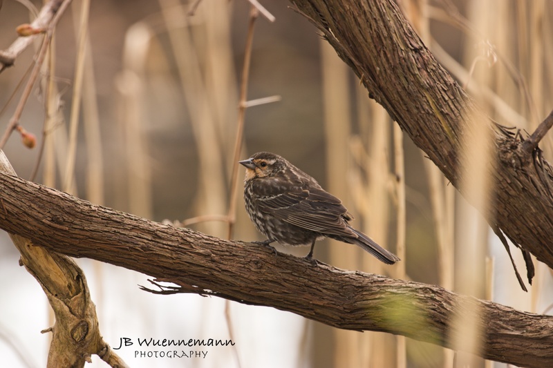 Red-winged Blackbird Female.jpg
