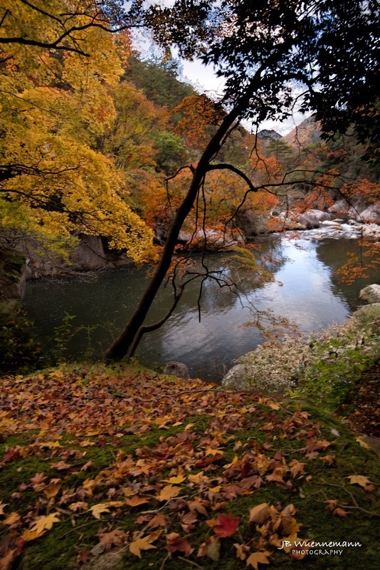 River One Fall Leaves_1_1_1.jpg