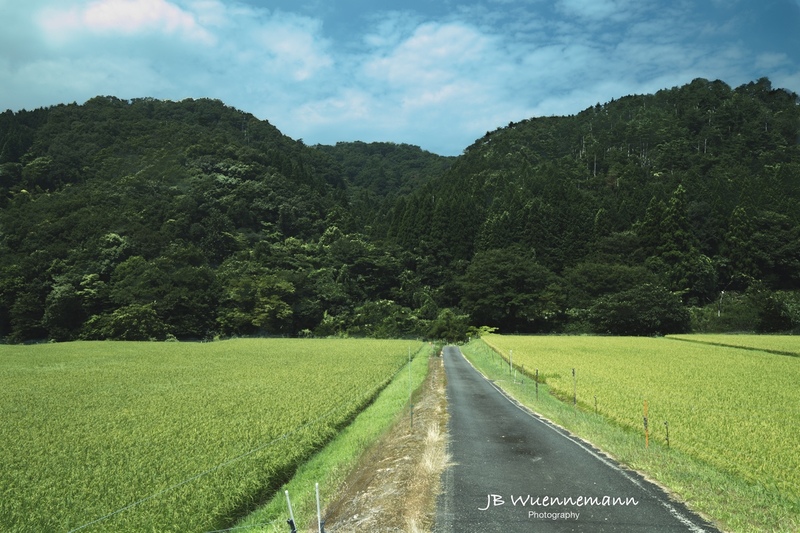 Road Between Rice Fields(1).jpg