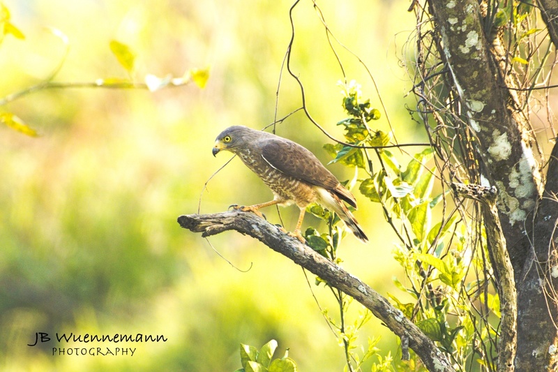 Roadside Hawk Adult.jpg