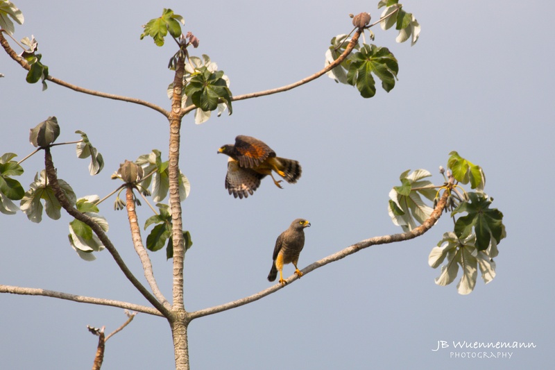 Roadside Hawks.jpg
