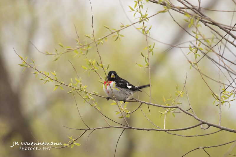 Rose-breasted Grossbeak Breeding Adult Male(1).jpg