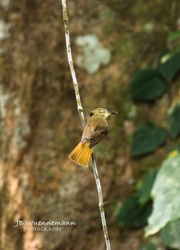 Royal Flycatcher Adult (Northern).jpg