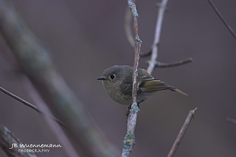 Ruby-crowned Kiinglet Adult.jpg
