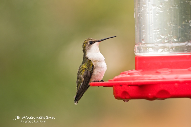 Ruby-throated Hummingbird Female at feeder.jpg
