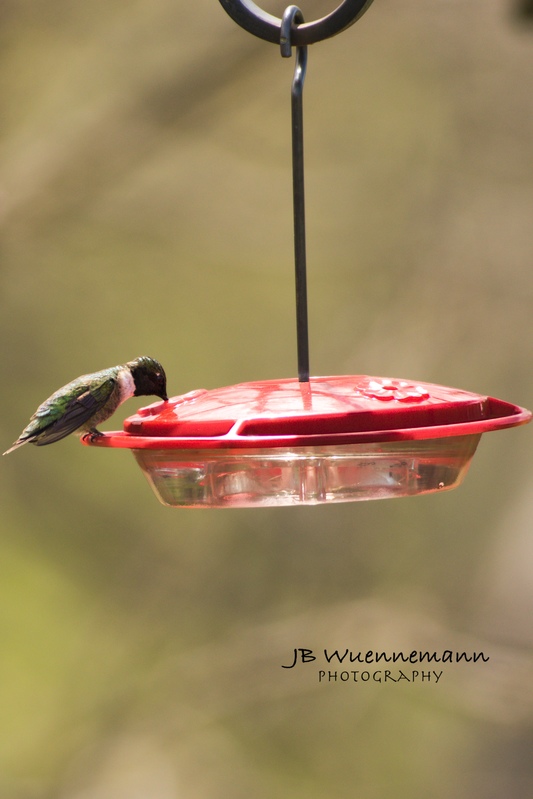 Ruby-throated Hummingbird at Martha Lafite.jpg