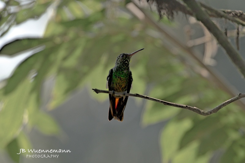 Rufous-tailed Humingbird Looking Up.jpg