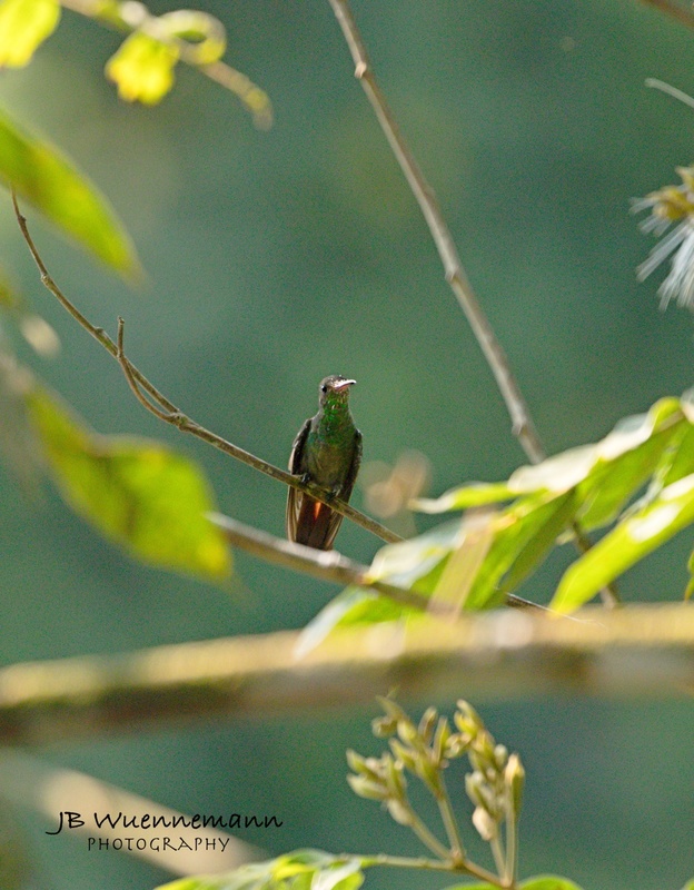 Rufous-tailed Humingbird.jpg