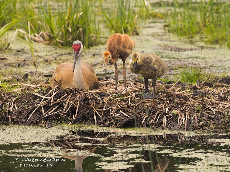 Sandhill Crane with baby and goose.jpg