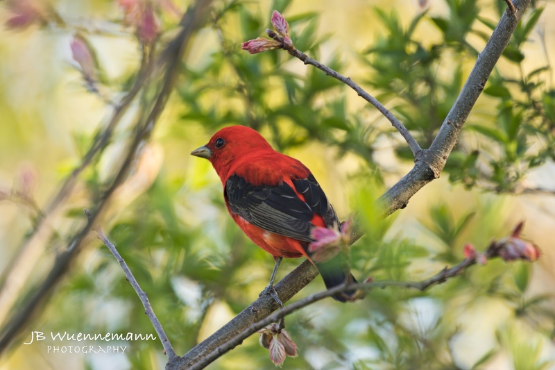 Scarlet Tanager Breeding Male.jpg