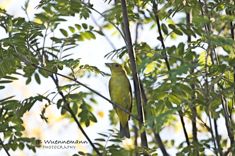 Scarlet Tanager Female.jpg