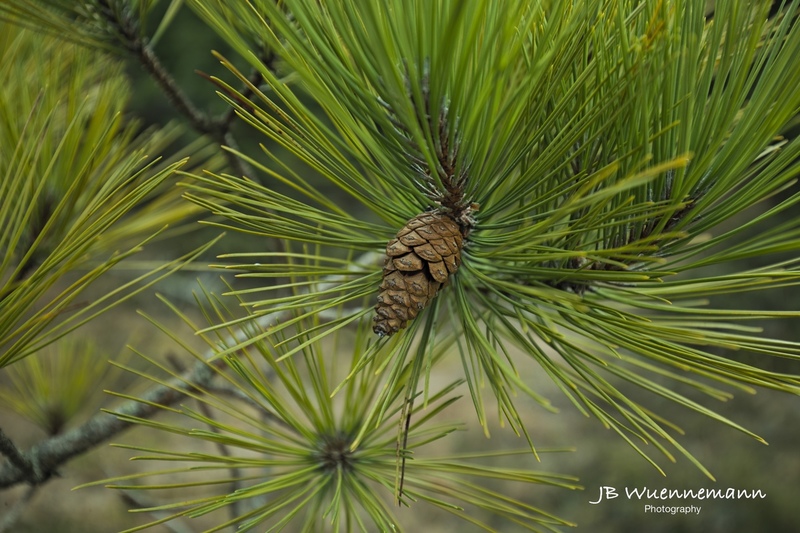 Single Pine Cone(1).jpg