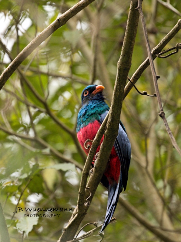 Slaty-tailed Trogon Male .jpg