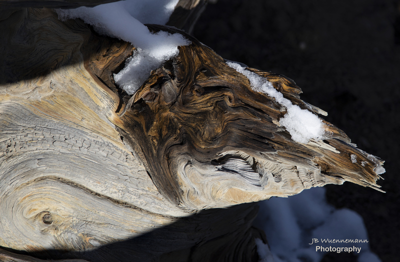 Snow Sun Wood.jpg