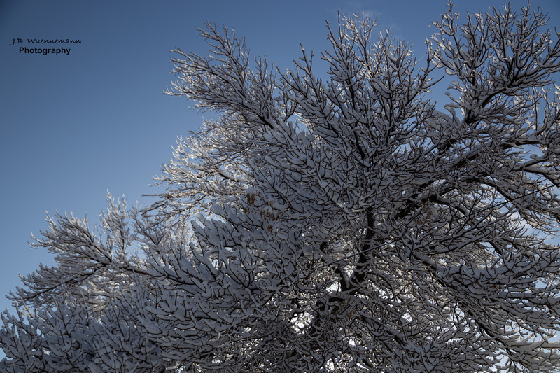 Spring Morning Snow.jpg