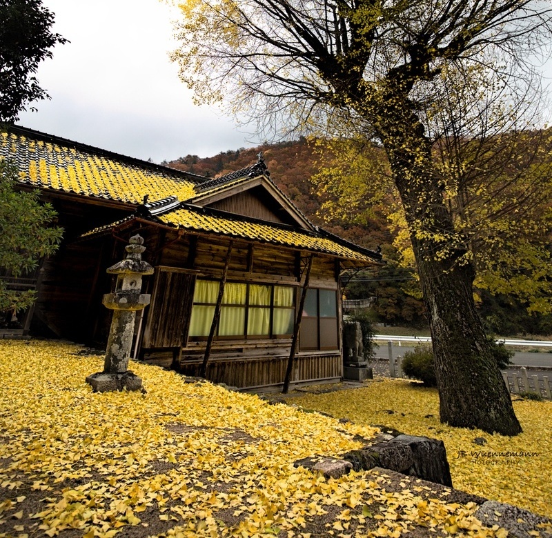 Srhine in Yellow Sea of Leaves_1_1_1.jpg
