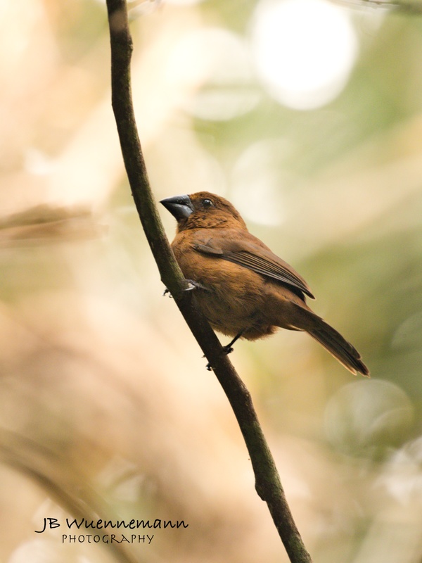 Thick-billed Seed-Finch Female.jpg