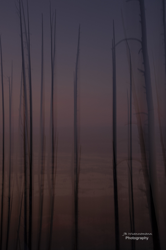 Tree Blurr Sunset.jpg