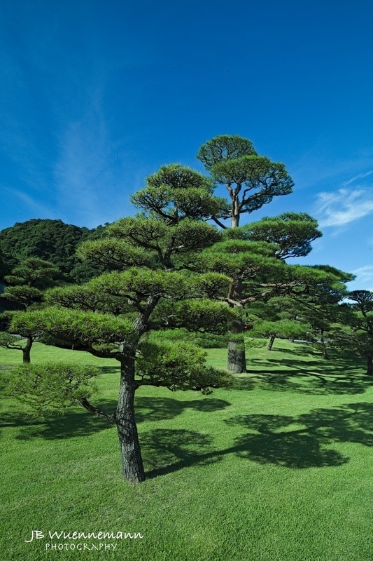 Trees and Blue Skies_1_1_1.jpg