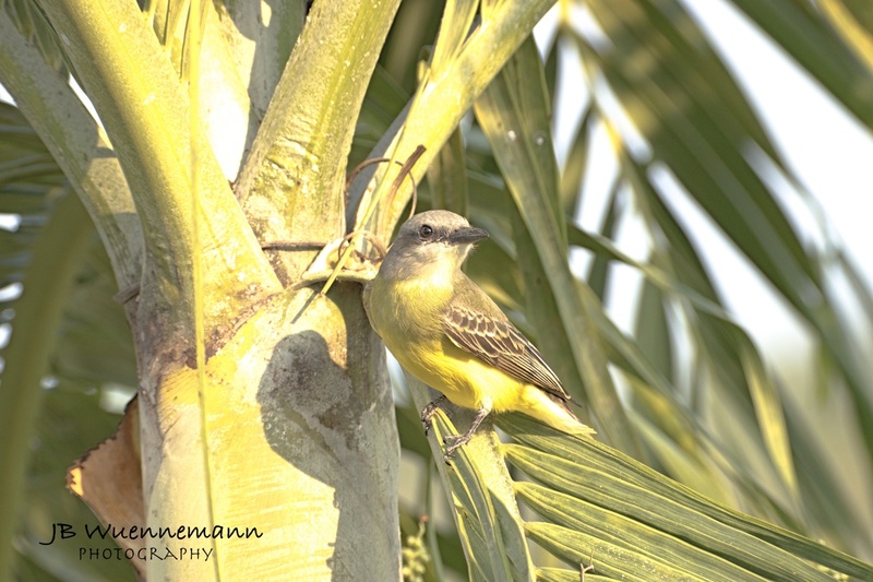 Tropical Kingbird Adult.jpg