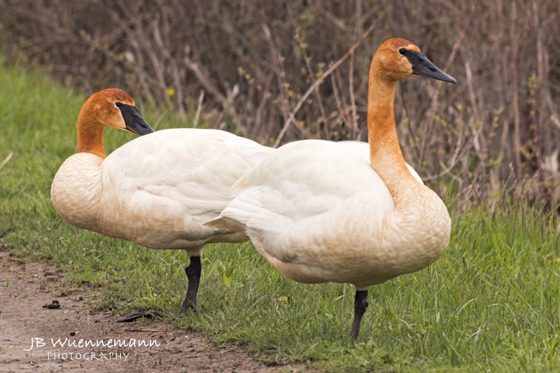 Trumpeter Swan Adult.jpg