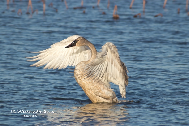 Trumpeter Swan Loess Bluffs.jpg