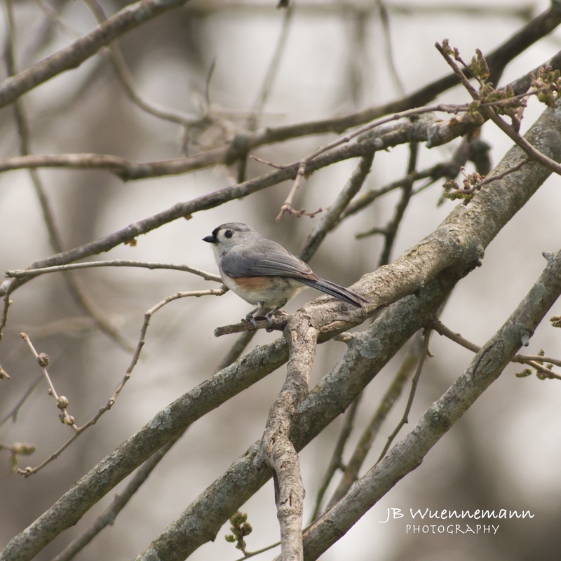Tufted Titmouse at Martha Lafite.jpg