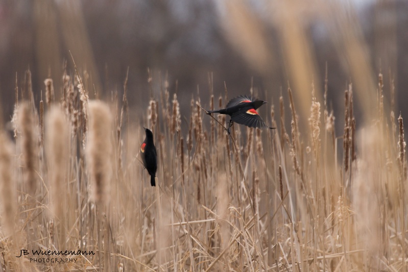 Two Red-winged Black Birds one in Flgiht.jpg
