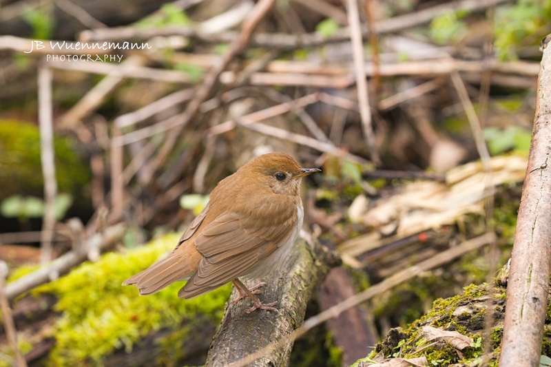 Veery Adult Perched.jpg