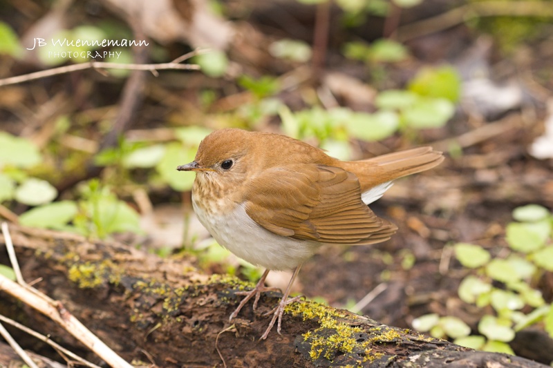 Veery Adult.jpg