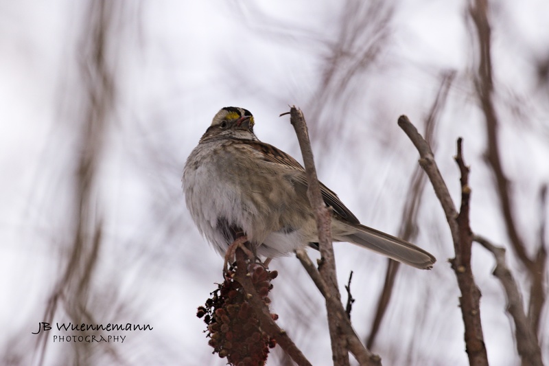 White-throated Sparrow Adult.jpg
