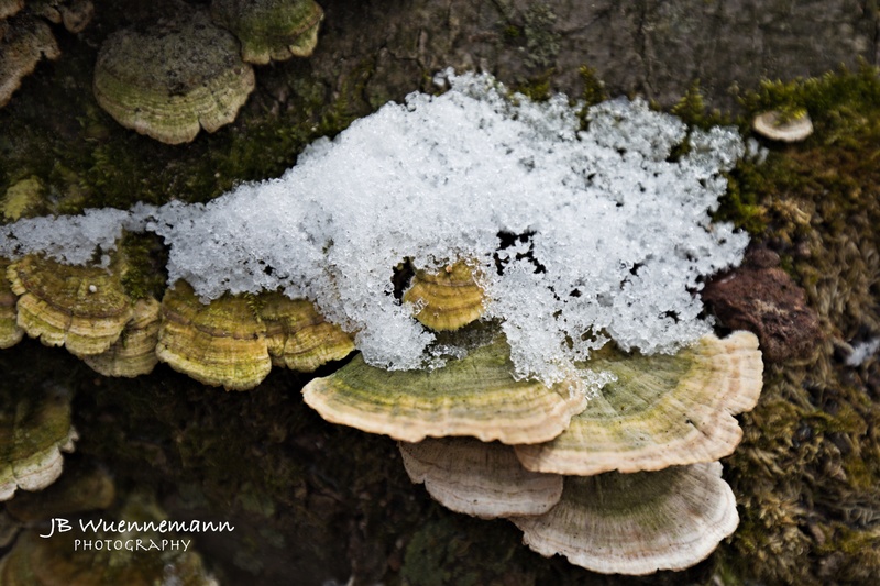 Winter Mushrooms with Snow.jpg