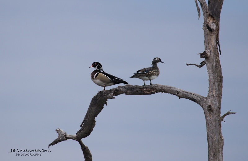 Wood Ducks in a Tree.jpg