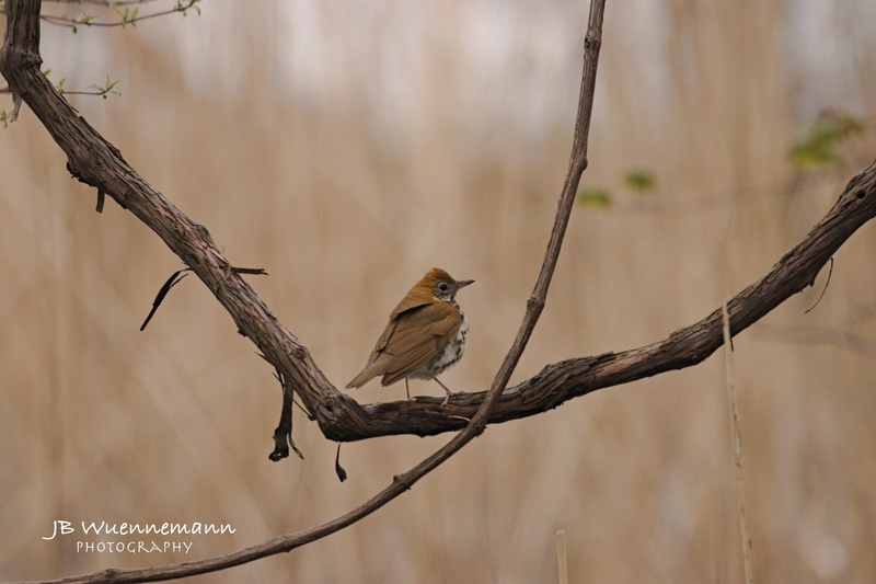 Wood Thrush.jpg