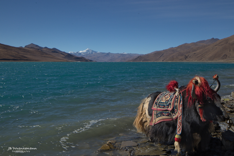 Yamdrok Lake Yak.jpg