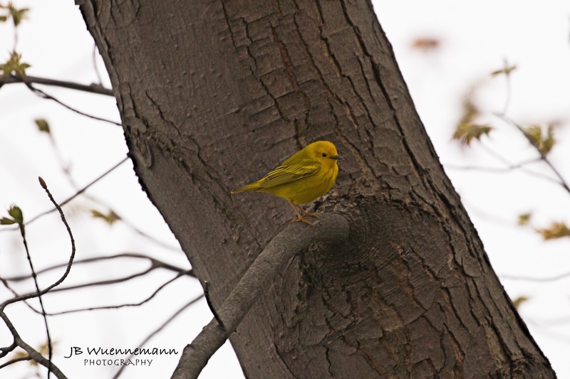 Yellow Warbler Adult Male (Northern).jpg