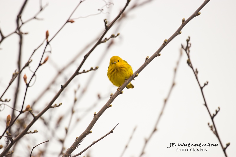 Yellow Warbler Adult Male Staring Back.jpg